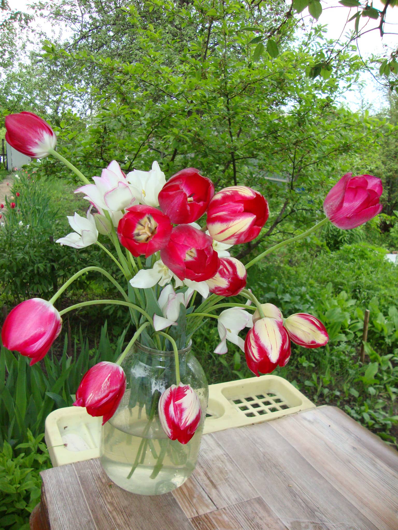 Тюльпаны в поклоне
